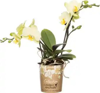 Intratuin Mini vlinderorchidee (phalaenopsis 'little kolibri') geel d 9 h 30 cm aanbieding