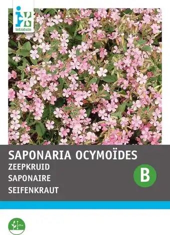 Intratuin Intratuin bloemenzaad zeepkruid roze (saponaria ocymoides) aanbieding