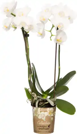 Intratuin Mini vlinderorchidee (phalaenopsis 'little kolibri') wit d 9 h 30 cm aanbieding