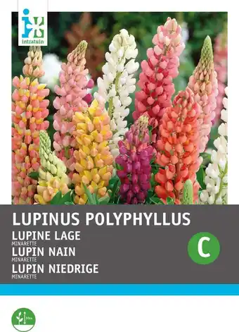 Intratuin Intratuin bloemenzaad lupine gemengd (lupinus polyphyllus 'russell's minarette') aanbieding