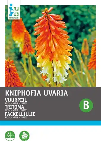 Intratuin Intratuin bloemenzaad vuurpijl (kniphofia uvaria 'royal castle hybrids') aanbieding