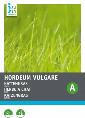 Intratuin Intratuin kamerplantenzaad kattengras (hordeum vulgare) aanbieding