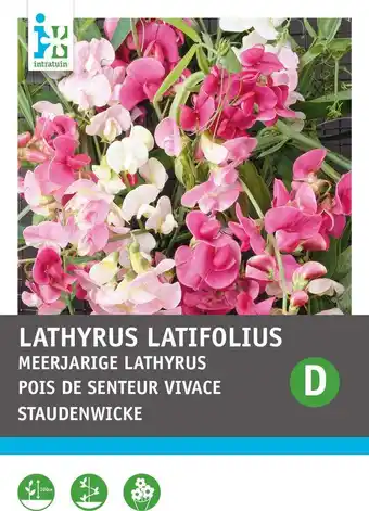 Intratuin Intratuin bloemenzaad brede lathyrus vast (lathyrus latifolius) aanbieding