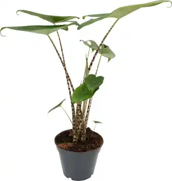 Intratuin Olifantsoor (alocasia zebrina) d 17 h 60 cm aanbieding