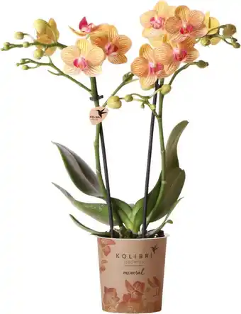 Intratuin Mini vlinderorchidee (phalaenopsis kolibri 'jamaica') d 9 h 40 cm aanbieding