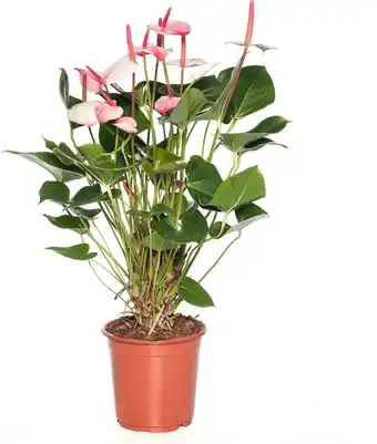 Intratuin Flamingoplant (anthurium andreanum 'amalia elegance') d 21 h 70 cm aanbieding
