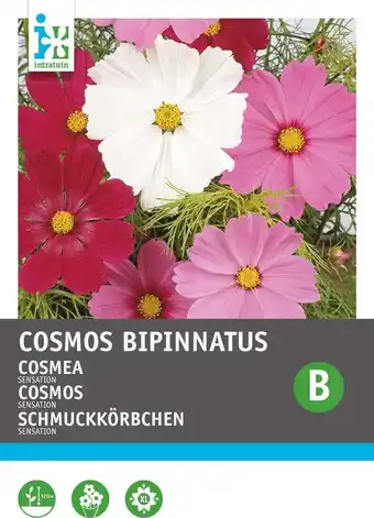 Intratuin Intratuin bloemenzaad cosmea (cosmos bipinnatus 'sensation') aanbieding