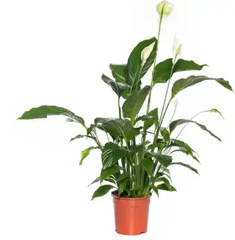 Intratuin Lepelplant (spathiphyllum 'bingo cupido') d 19 h 80 cm aanbieding