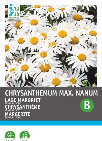 Intratuin Intratuin bloemenzaad lage margriet (chrysanthemum maximum nanum 'silver princess')) aanbieding