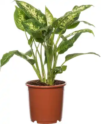 Intratuin Dieffenbachia (dieffenbachia 'compacta') d 17 h 60 cm aanbieding