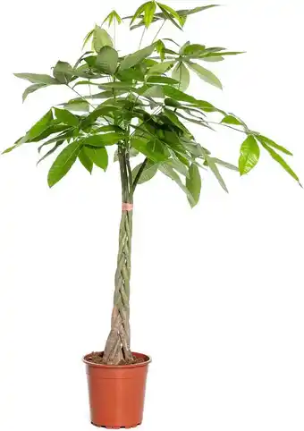 Intratuin Geldboom (pachira aquatica) d 21 h 100 cm aanbieding