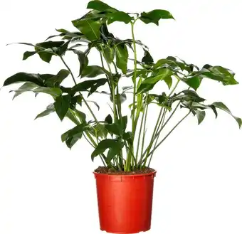 Intratuin Philodendron (philodendron 'fun bun') d 24 h 110 cm aanbieding