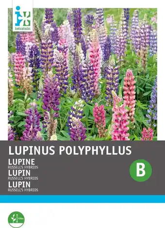 Intratuin Intratuin bloemenzaad lupine hybriden gemengd (lupines polyphyllus 'russell's hybrids') aanbieding