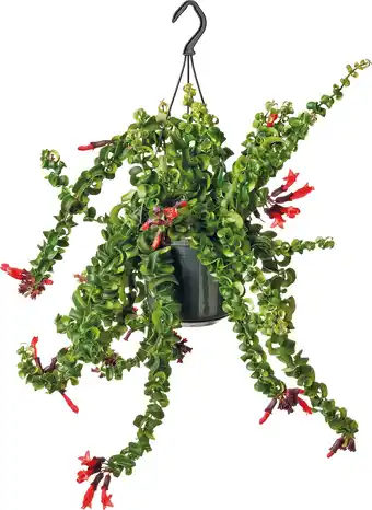 Intratuin Lippenstiftplant (aeschynanthus ‘rasta) d 15 h 30 cm aanbieding