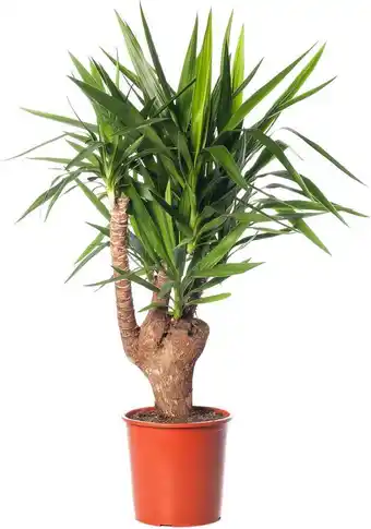 Intratuin Yucca (yucca elephantipes) d 27 h 110 cm aanbieding