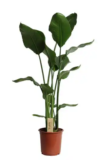 Intratuin Paradijsvogelplant (strelitzia nicolai) d 36 h 180 cm aanbieding