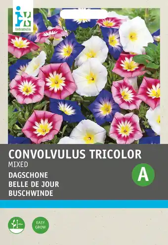 Intratuin Intratuin bloemenzaad dagschone gemengd (convolvulus tricolor) aanbieding