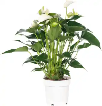 Intratuin Flamingoplant (anthurium andreanum 'white champion') d 14 h 50 cm aanbieding