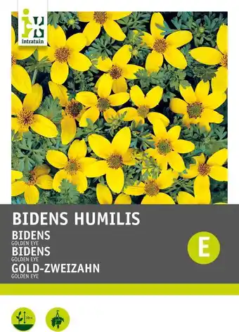 Intratuin Intratuin bloemenzaad tandzaad (bidens humilis 'golden eye') aanbieding