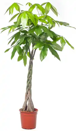 Intratuin Geldboom (pachira aquatica) d 24 h 125 cm aanbieding