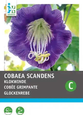 Intratuin Intratuin bloemenzaad klokwinde violetblauw (cobaea scandens) aanbieding
