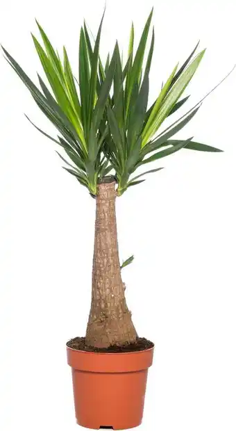 Intratuin Palmlelie (yucca 'maya tree') d 21 h 90 cm aanbieding