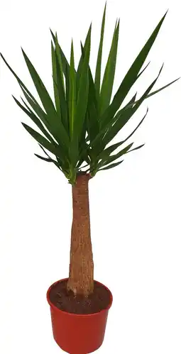 Intratuin Yucca (yucca 'maya tree') d 27 h 160 cm aanbieding