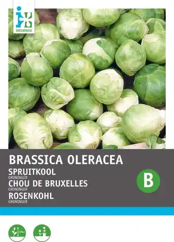 Intratuin Intratuin groentezaad spruitkool (brassica oleracea 'groninger westland') aanbieding