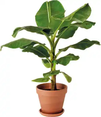 Intratuin Bananenplant (musa) d 28 h 80 cm aanbieding