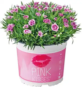 Intratuin Anjer (dianthus 'pink kisses') d 10,5 h 15 cm aanbieding