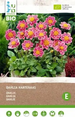 Intratuin Intratuin biologische dahlia halskraag knol (dahlia 'hartenaas') aanbieding