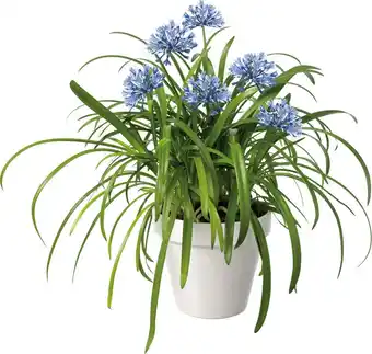 Intratuin Afrikaanse lelie (agapanthus 'amourette superbe') d 17 h 35 cm aanbieding