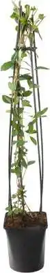 Intratuin Kamperfoelie (lonicera periclymenum 'serotina') d 23 h 117 cm aanbieding