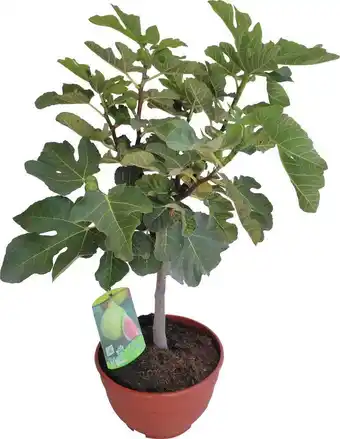 Intratuin Vijg (ficus carica) d 25 h 70 cm aanbieding
