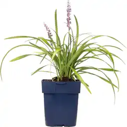 Intratuin Graslelie (liriope muscari) d 11 h 10 cm aanbieding