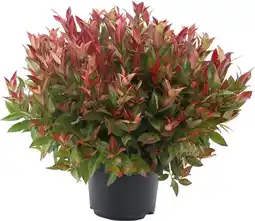 Intratuin Druifheide (leucothoe axillaris 'zeblid') d 23 h 30 cm aanbieding