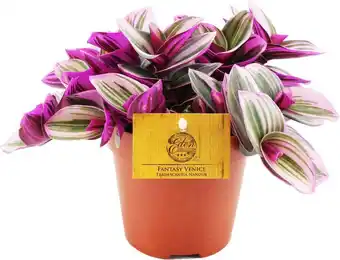 Intratuin Vaderplant (tradescantia albiflora 'nanouk') d 12 h 20 cm aanbieding