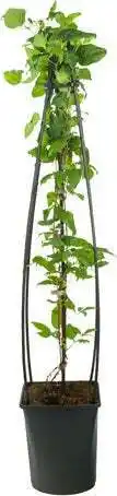 Intratuin Bosrank (clematis 'blue angel') d 23 h 117 cm aanbieding