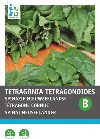 Intratuin Intratuin groentezaad nieuw-zeelandse spinazie (tetragonia tetragonoides) aanbieding