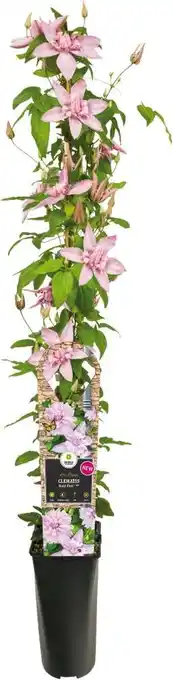 Intratuin Bosrank (clematis 'multi pink') d 17 h 75 cm aanbieding