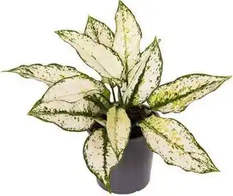 Intratuin Aglaonema (aglaonema 'white kiwi') d 12 h 35 cm aanbieding