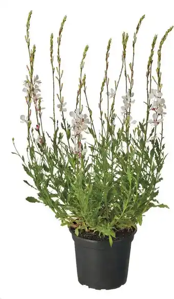 Intratuin Lindheimers prachtkaars (gaura lindheimeri 'whirling butterfly') d 17 h 35 cm aanbieding