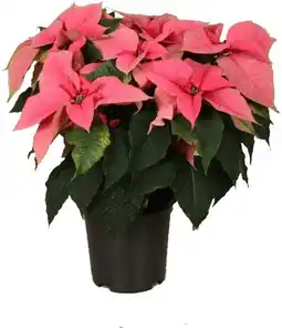 Intratuin Kerstster (euphorbia pulcherrima pink) d 19 h 50 cm aanbieding