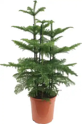 Intratuin Kamerden (araucaria heterophylla) d 27 h 100 cm aanbieding