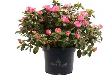 Intratuin Japanse azalea (rhododendron japonicum 'hortinno evergreen') d 15 h 40 cm aanbieding