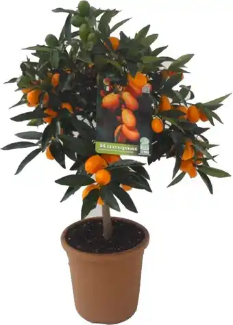 Intratuin Chinese kumquat (citrus sinensis 'kumquat') d 20 h 80 cm aanbieding