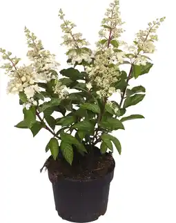 Intratuin Pluimhortensia (hydrangea paniculata 'pinky winky') d 23 cm aanbieding