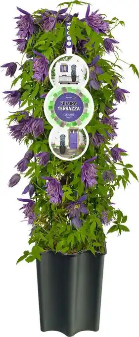 Intratuin Bosrank (clematis 'octopus' pbr) d 16 h 75 cm aanbieding