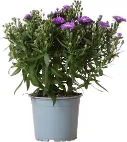 Intratuin Herfstaster (aster novi-belgii 'starletta serie blue') d 12 h 30 cm aanbieding