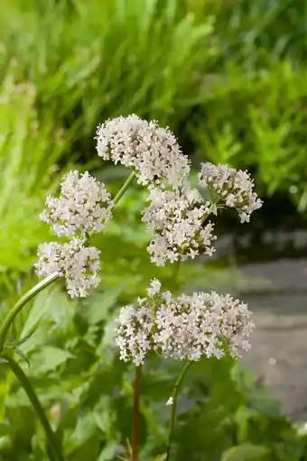 Intratuin Valeriaan (valeriana officinalis) d 9 h 20 cm aanbieding